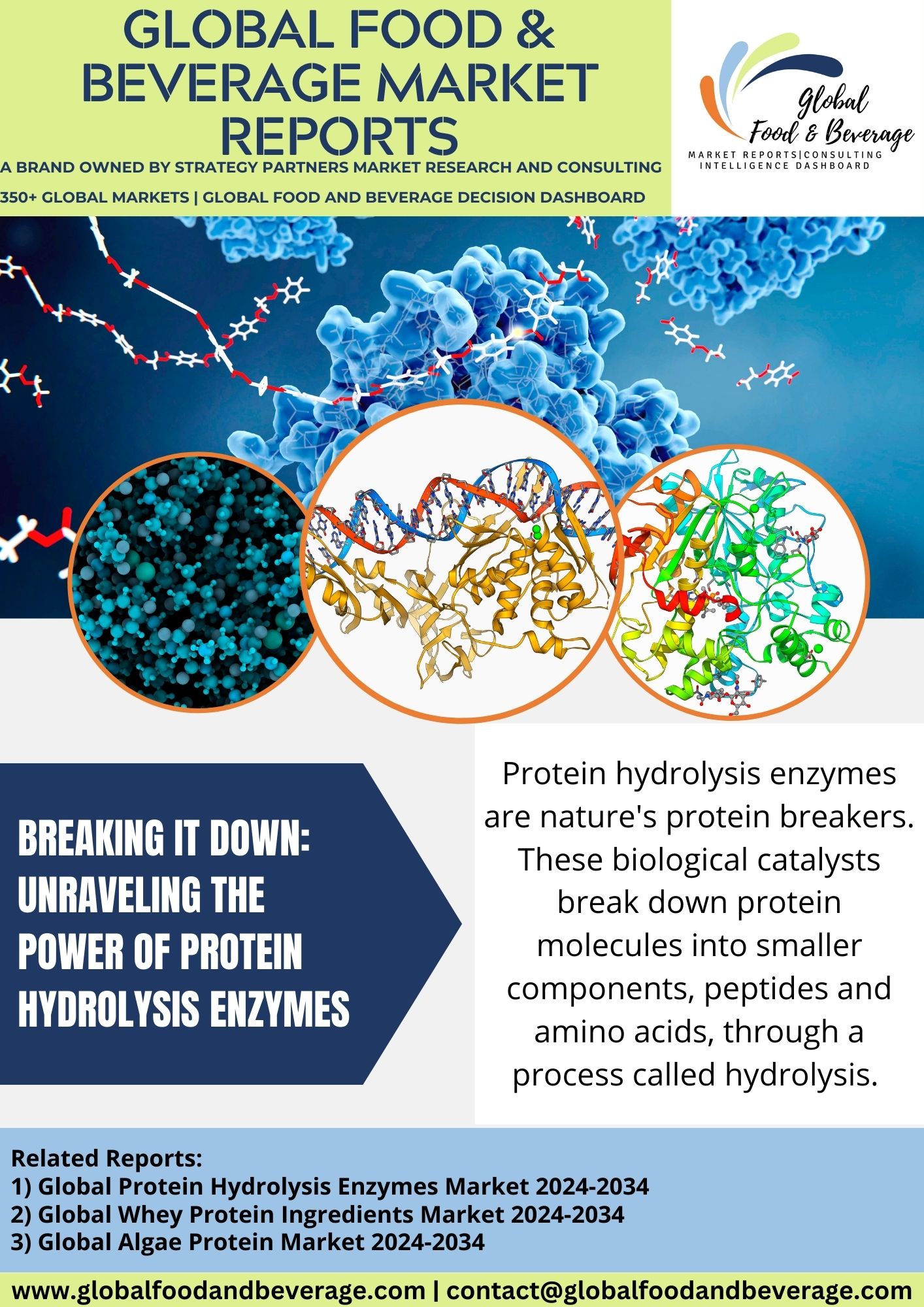 Breaking it down: unraveling the power of protein hydrolysis enzymes           